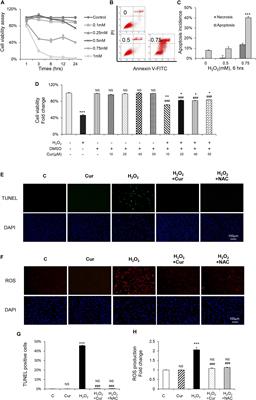 Curcumin Protects Osteoblasts From Oxidative Stress-Induced Dysfunction via GSK3β-Nrf2 Signaling Pathway